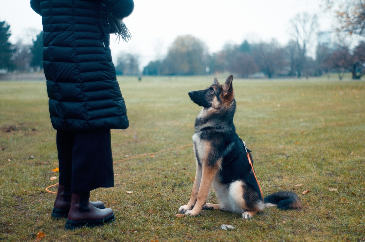 How to Start Clicker Training Your Dog: A Complete Beginner's Guide (2026)