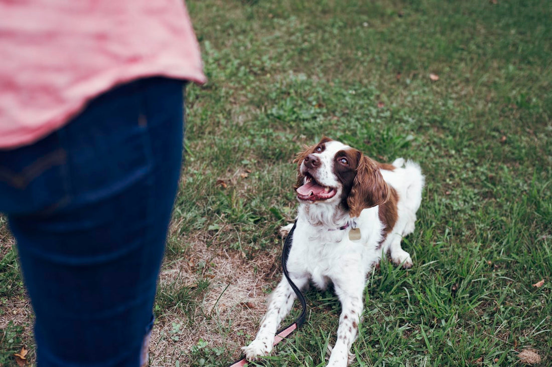 What Is R+ Dog Training? A Beginner's Guide to Reward-Based Methods (2026)