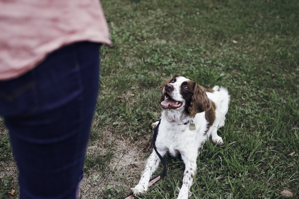 What Is R+ Dog Training? A Beginner's Guide to Reward-Based Methods (2026)