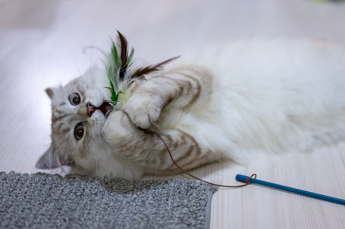 7 Easy Ways to Enrich an Indoor Cat's Day (Backed by Cat Behavior Science)
