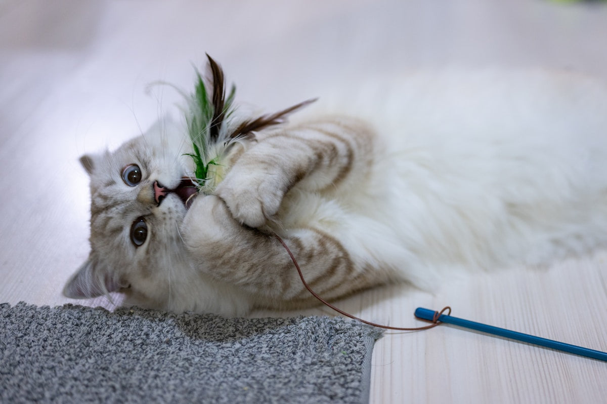 7 Easy Ways to Enrich an Indoor Cat's Day (Backed by Cat Behavior Science)