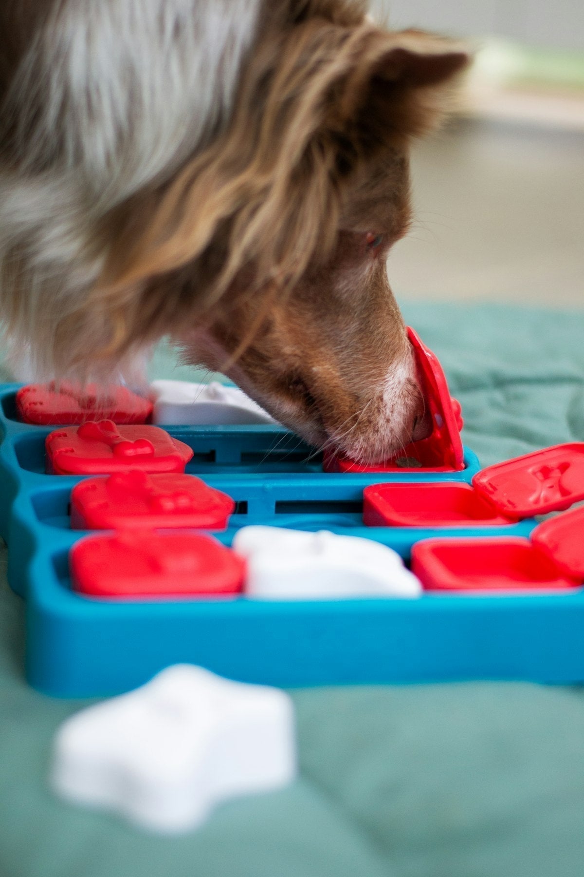 Snuffle Mat vs. Puzzle Feeder: Which Enrichment Toy Is Right for Your Dog?