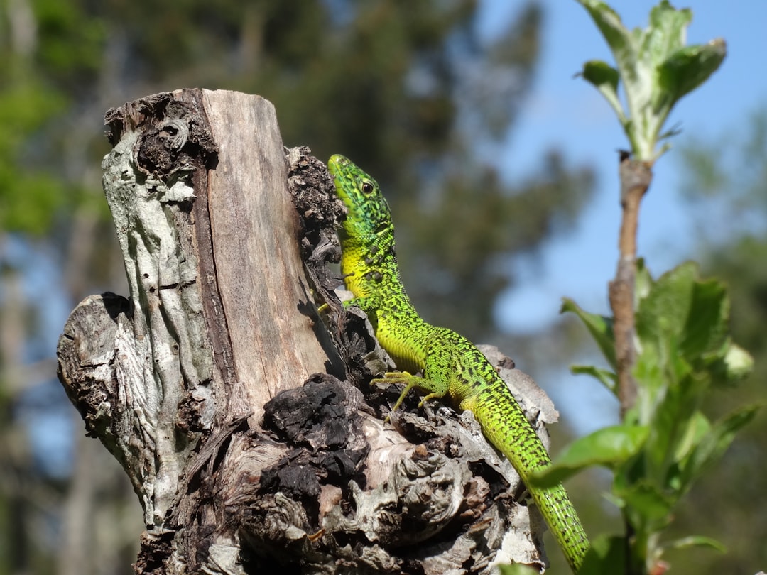 A green lizard sits on a tree stump.