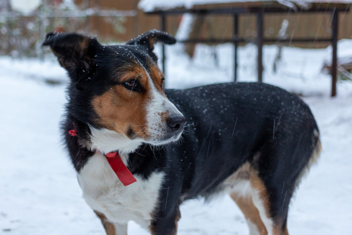 A tricolor dog stands in a snowy outdoor setting, embodying winter charm.