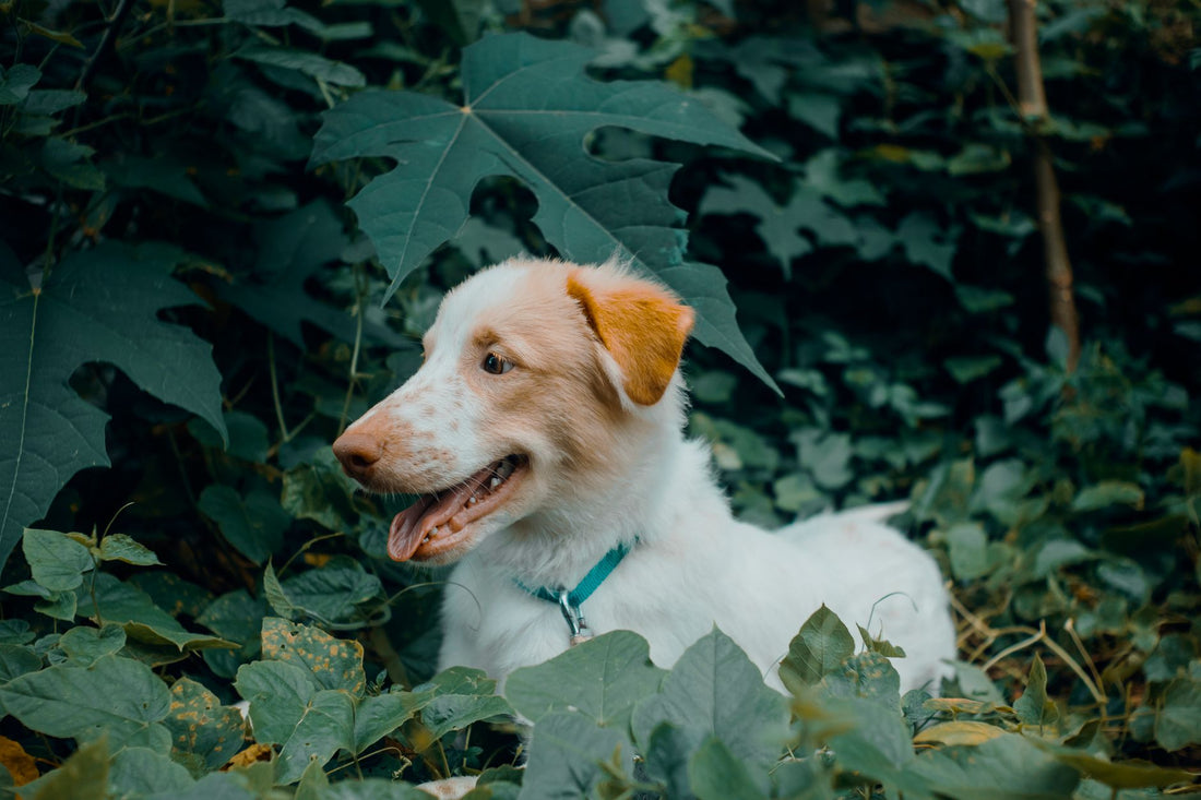 White and brown dog enjoying its time lying in dense green foliage. Ideal for pet photography themes.