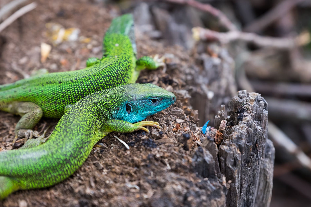 Detailed close-up of two colorful green lizards on a tree stump in Romanian wildlife.