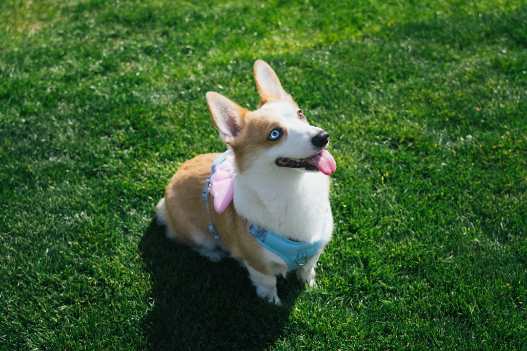 A corgi sits on green grass with blue eyes