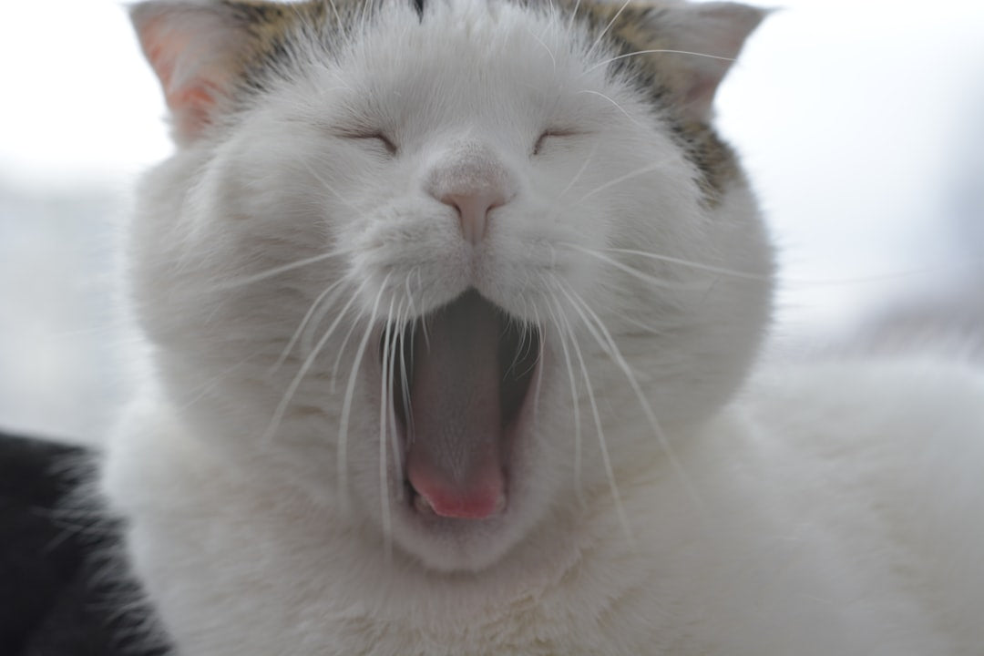 Hydrated Cat