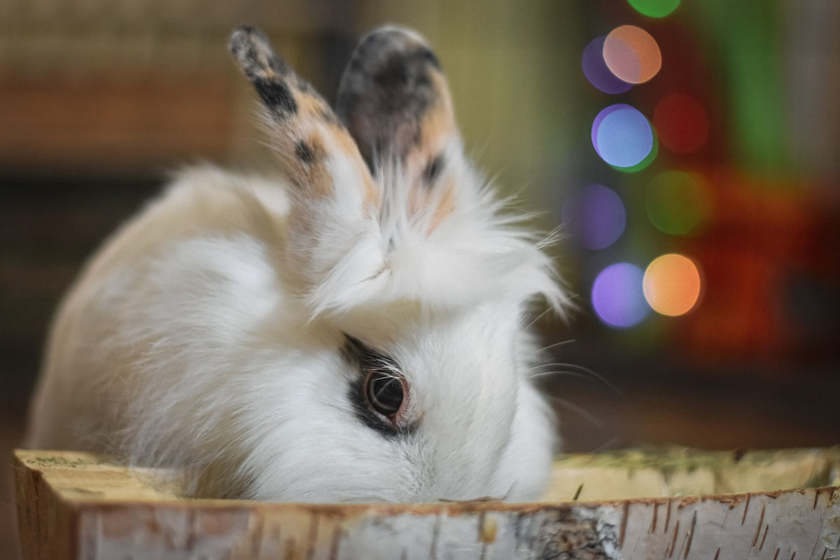 Close-up of a cute white rabbit with fluffy fur in a wooden box, surrounded by colorful bokeh lights.
