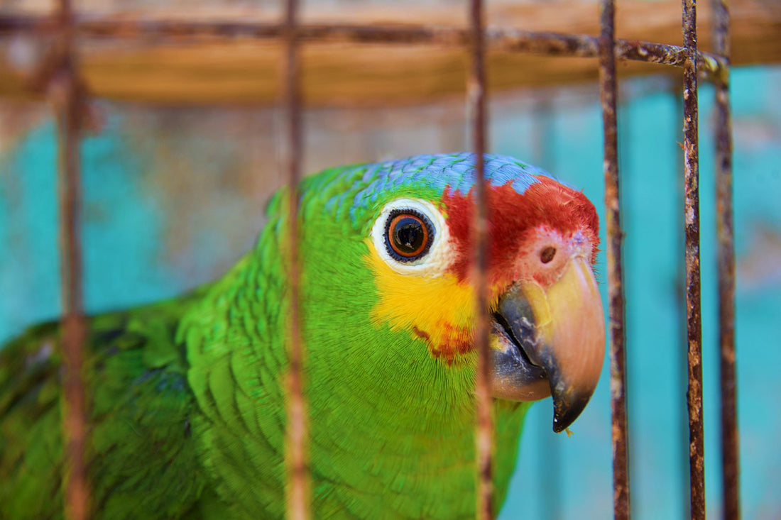 Close-up of a vibrant green parrot in a cage, showcasing its vivid feathers and beak.