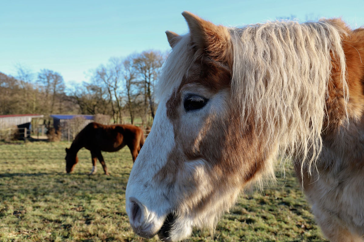 Two horses grazing in a rural paddock during winter. Peaceful countryside scene.