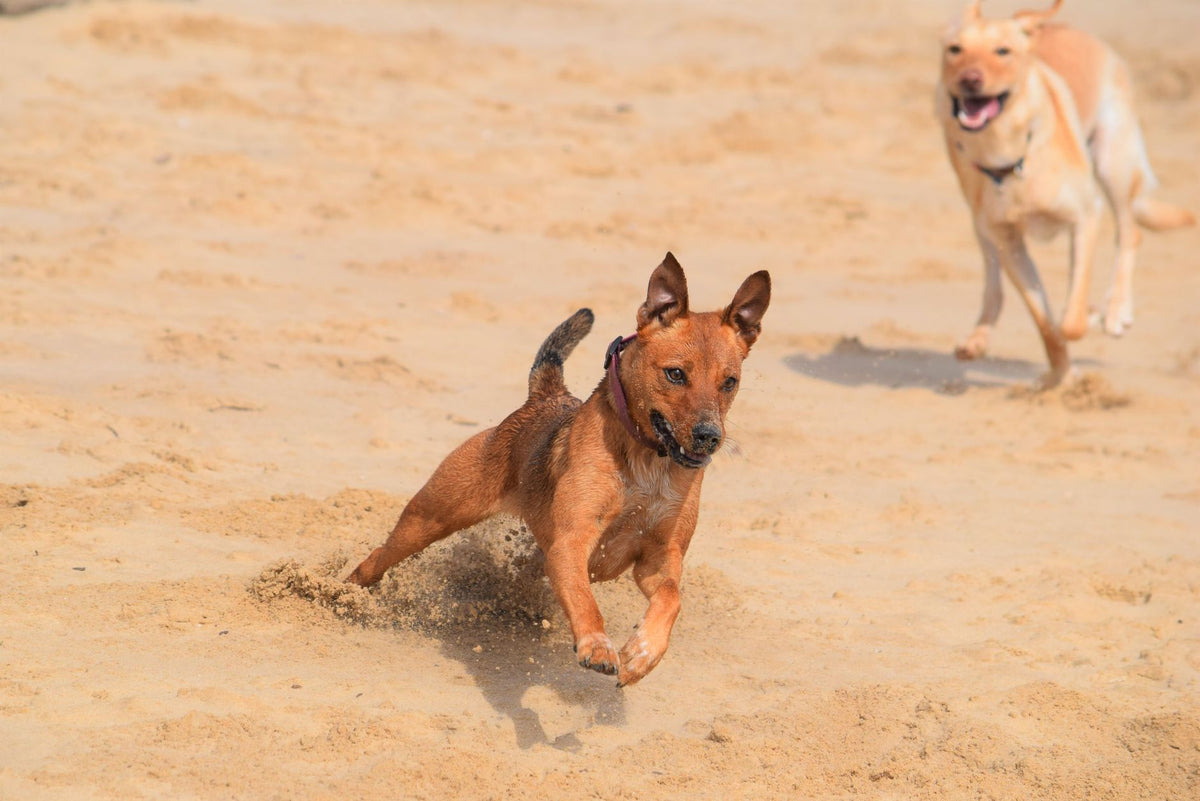 Two dogs enjoy a playful run on a sandy beach, capturing joy and energy in action.