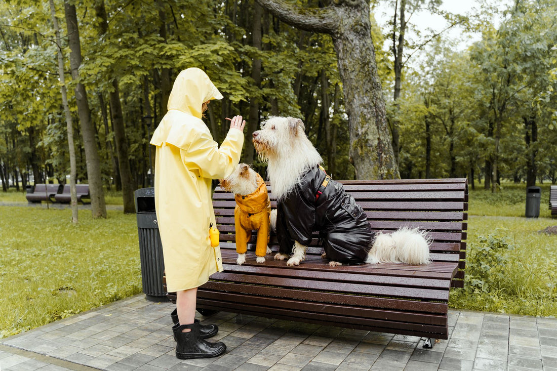 A woman in a yellow raincoat gives treats to dogs in raincoats sitting on a park bench.