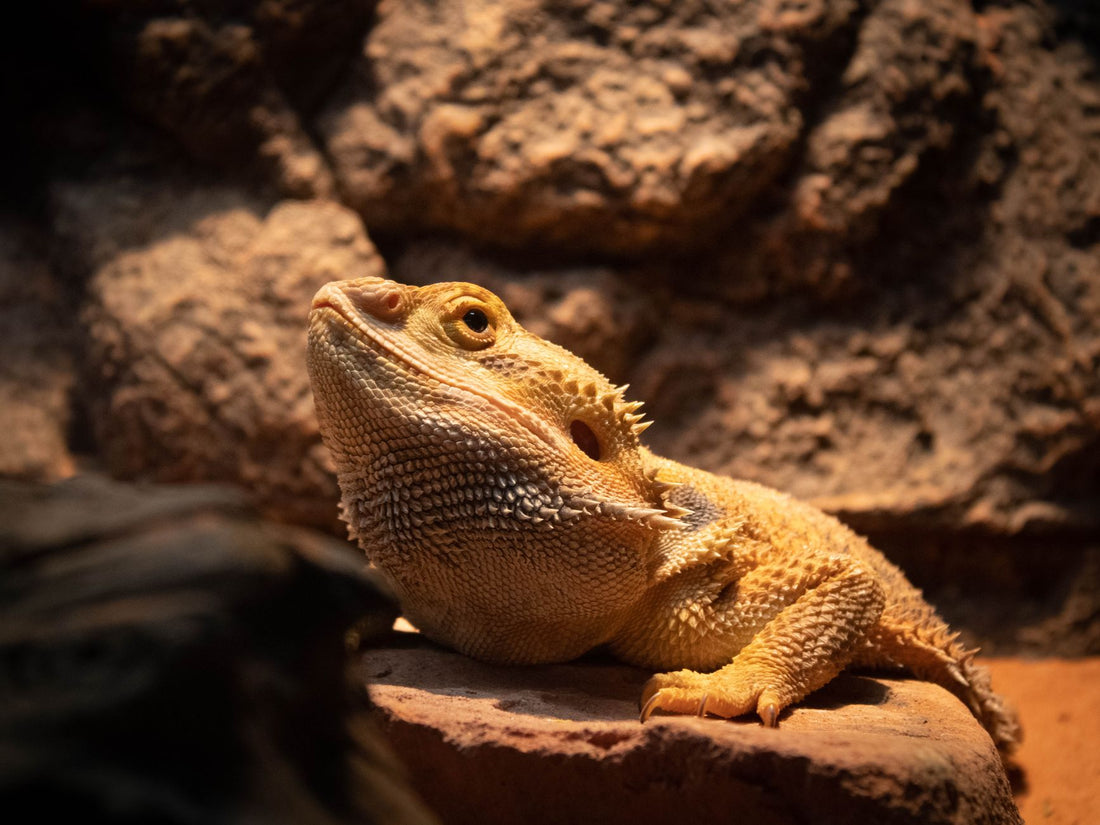 A detailed shot of a bearded dragon lizard basking on a rock. Ideal for wildlife enthusiasts.