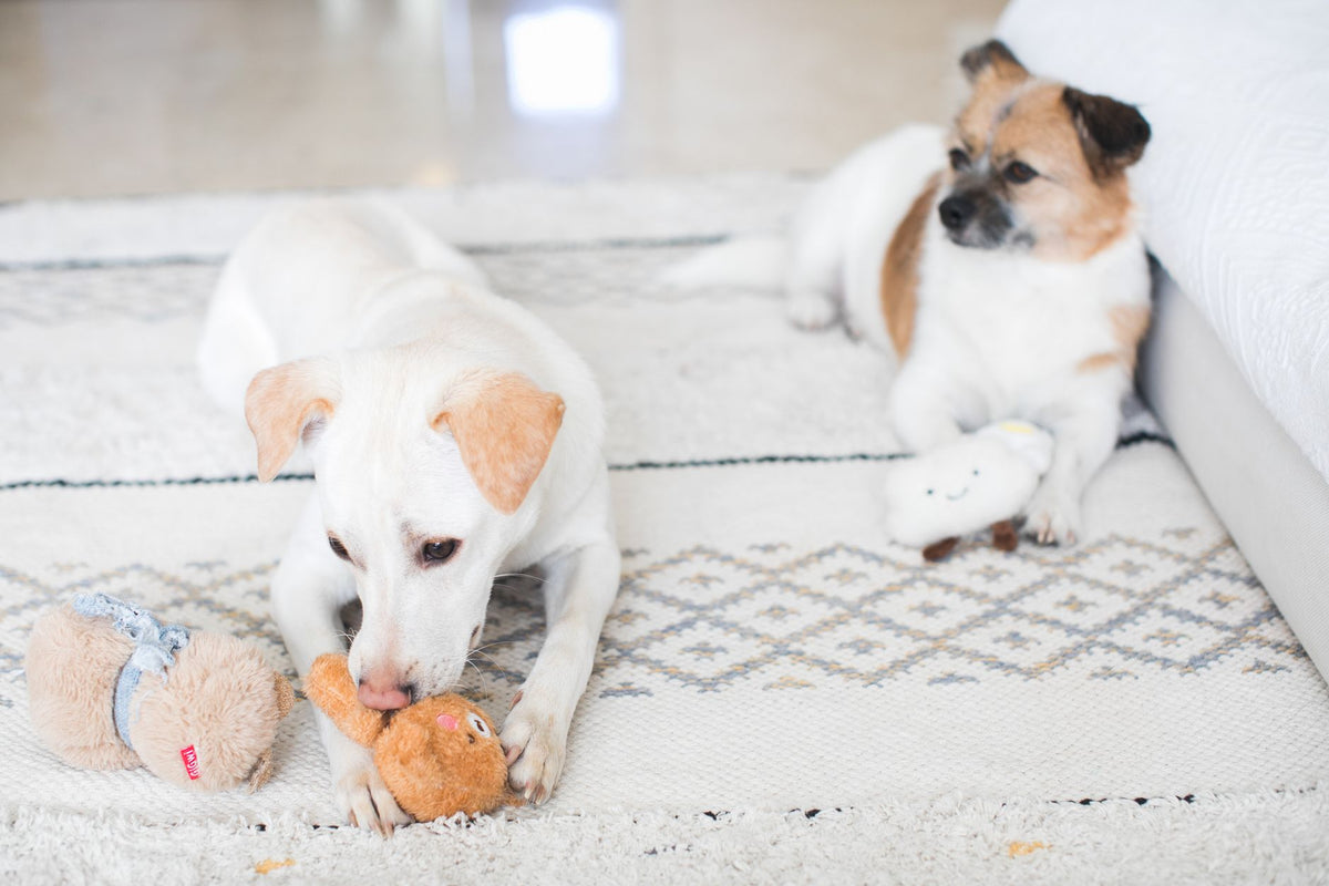 Two dogs enjoy playtime indoors on a patterned rug, each with a plush toy.