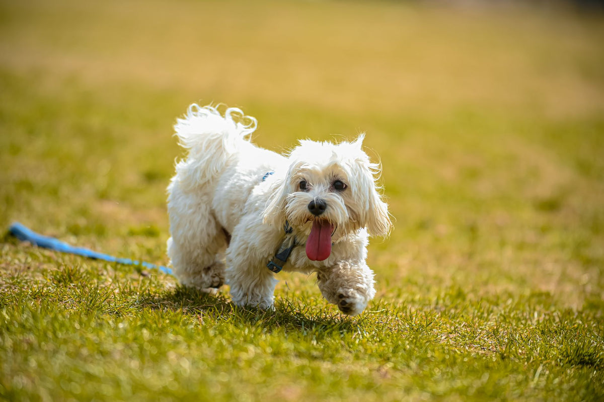 A cute Shih Tzu dog joyfully running on grass during a sunny day.