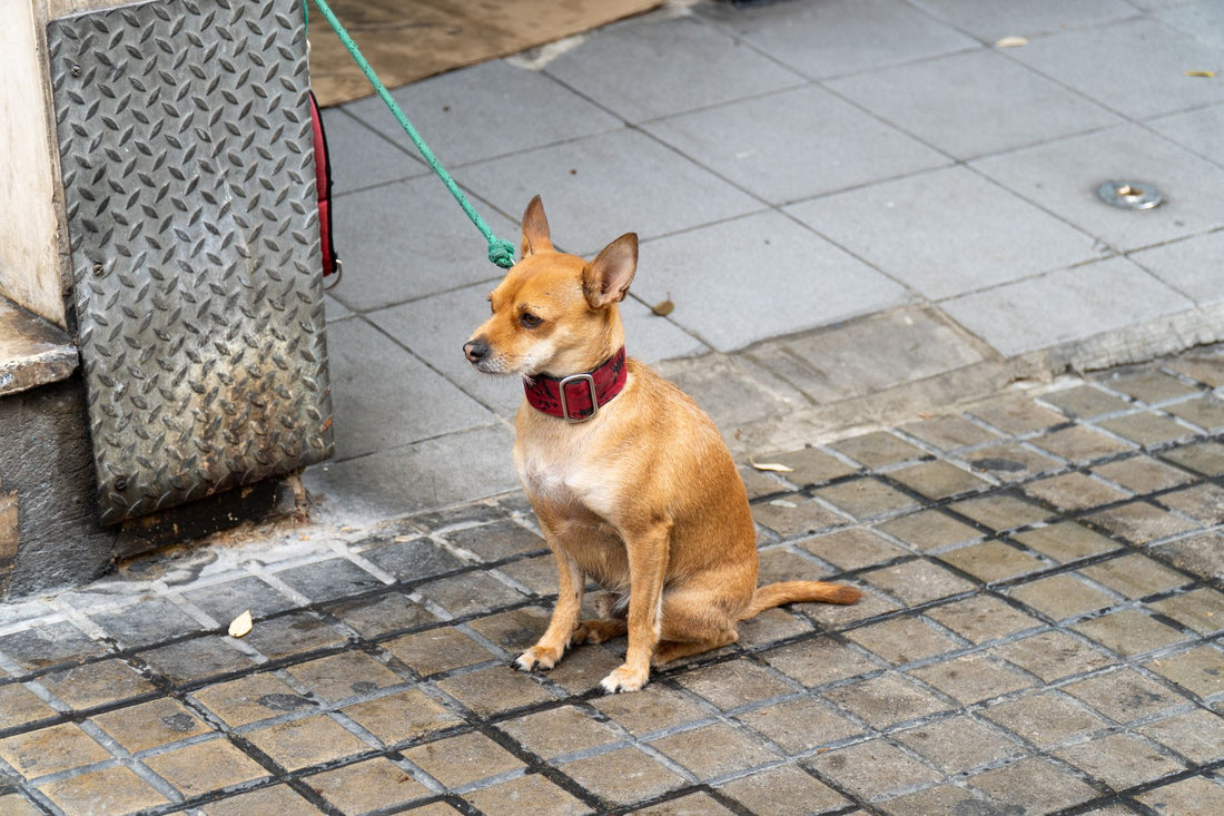 Adorable brown dog sitting outside on a leash, looking attentive and relaxed.