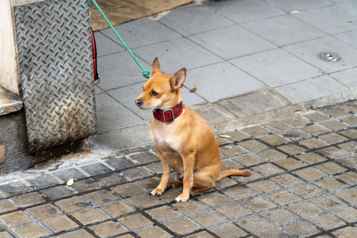 Adorable brown dog sitting outside on a leash, looking attentive and relaxed.