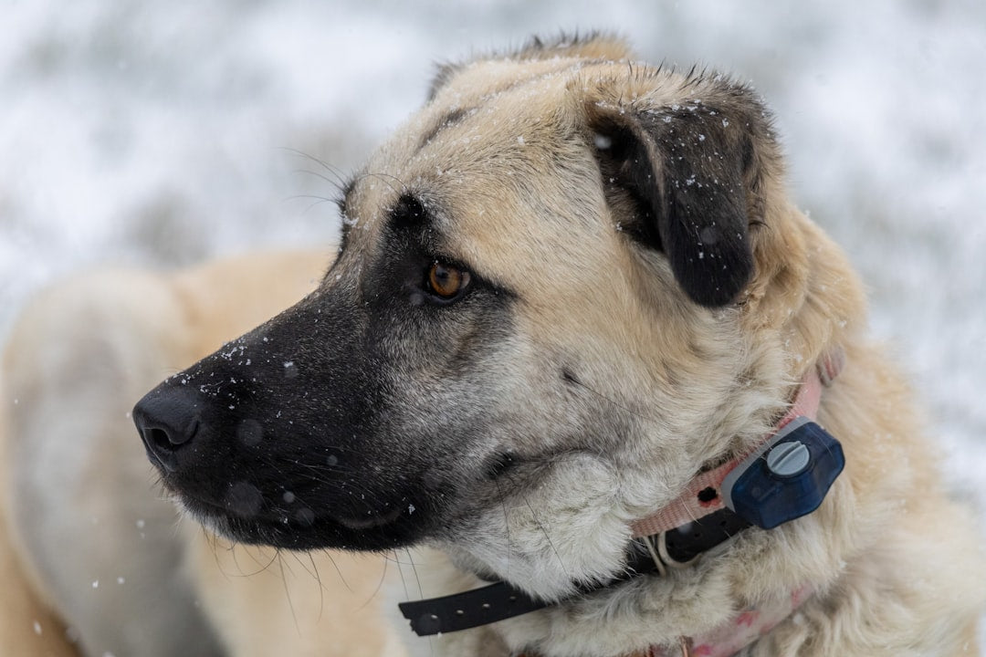 A close up of a dog in the snow