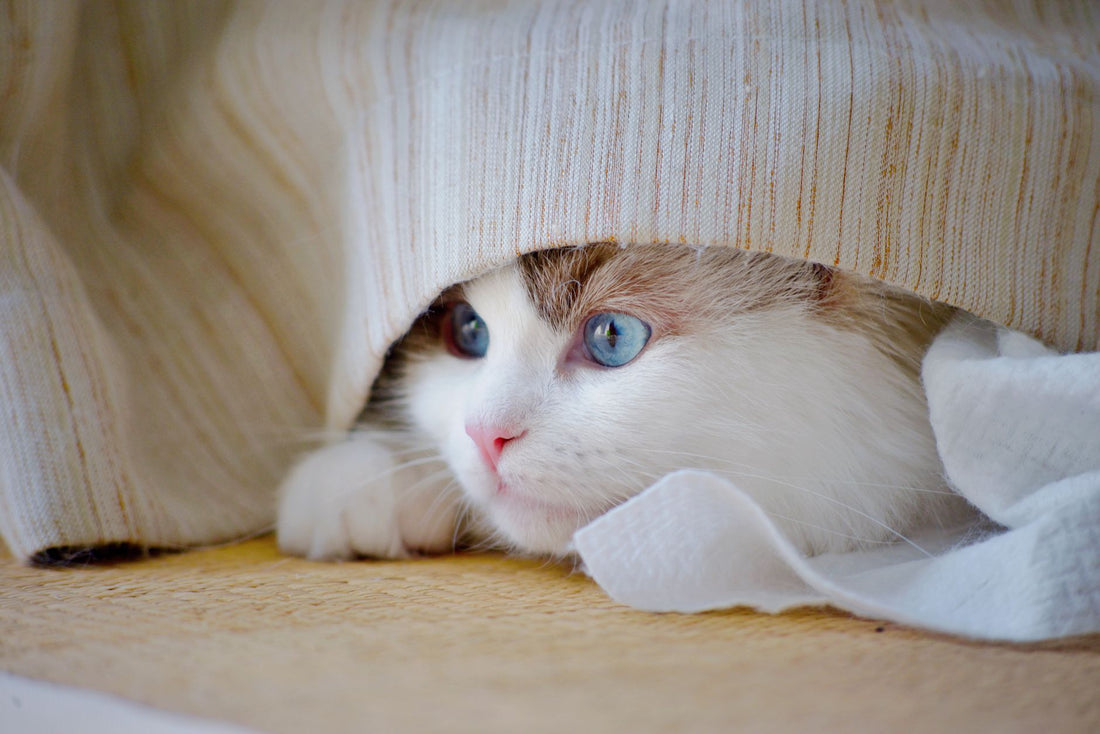 Adorable fluffy cat with blue eyes peeking from under a blanket. Cozy and cute.