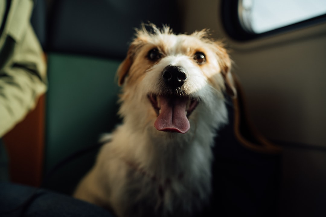 happy dog airplane