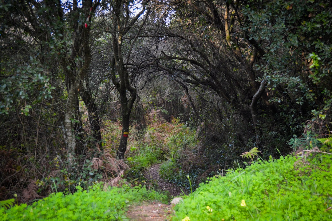 A path in the middle of a lush green forest