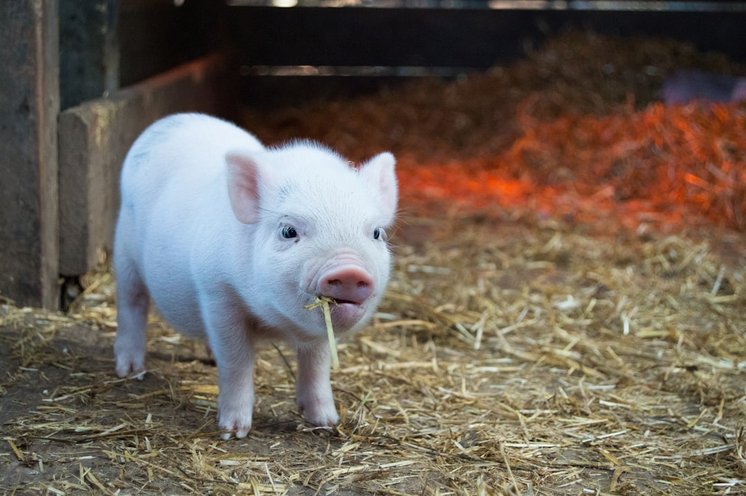 Mini Pig Positive Reinforcement: Teach Advanced Behaviors
