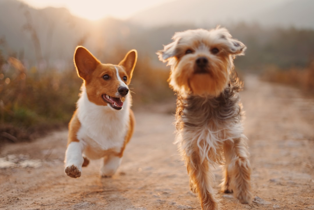 What is Force-Free Dog Training 2026? Positive Reinforcement