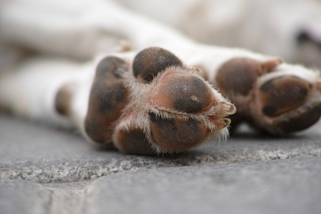close-up of a dog's paw pads resting on pavement